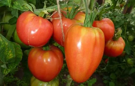 Tomate comentarii nobilul, fotografii, care au plantat