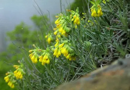 Трева onosma лечебни свойства