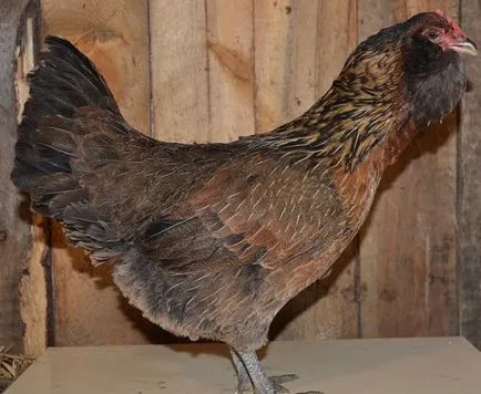 Top 10 ismert fajtájú csirkék tojás Breukelen, flash la és Iza Braun egyéb