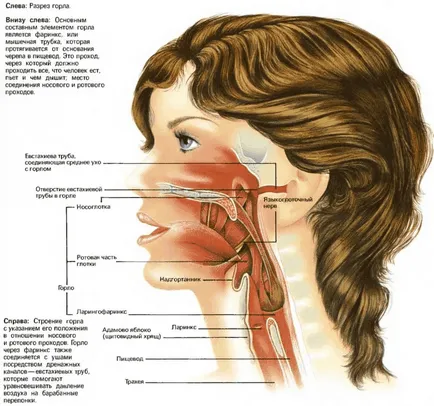 picături de tratament terapeutic și spray nazal în adenoids