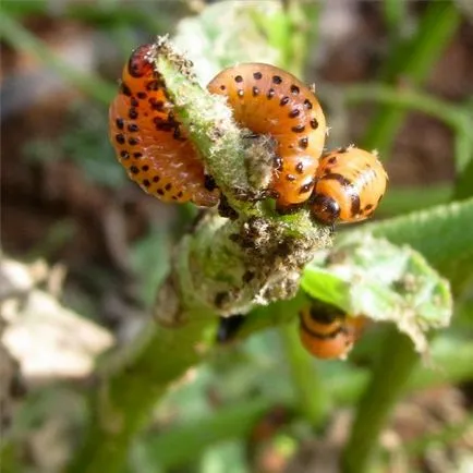 A levéltetvek a paprika palántákat, hogyan kell kezelni a fenyegetést, hogy miért van, mint kezelni a fertőzött