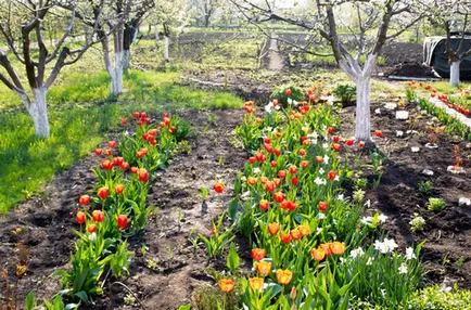 plantare Tulip și de îngrijire în câmp deschis și în sere