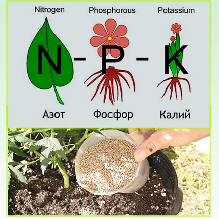 Fertilizare Nitrofoska® - aplicare, compoziția și avantajele