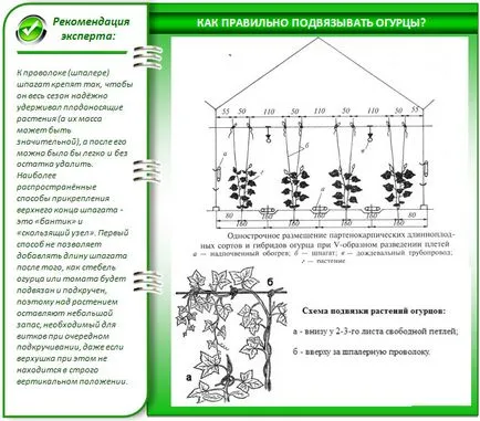 Gondozása uborka üvegházban komplex egy komplett áttekintést intézkedések ellátás