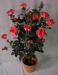 Rózsa nő a beltéri környezetben