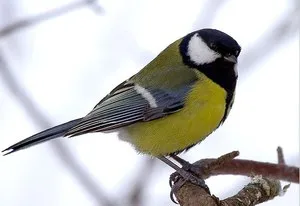 Faj neve és funkciók mell élő területünkön