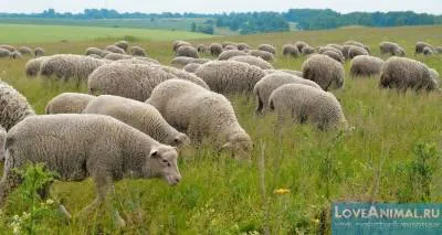 Избор на месо породи овце