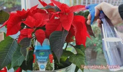 Poinsettia Cultivarea - plante ornamentale - conac - Biblioteca - o fermă de familie