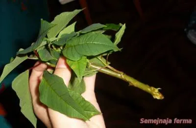 Poinsettia Cultivarea - plante ornamentale - conac - Biblioteca - o fermă de familie