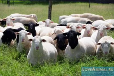 Избор на месо породи овце