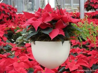 Poinsettia Cultivarea - plante ornamentale - conac - Biblioteca - o fermă de familie