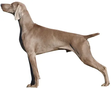 Weimaraner - descriere rasă, foto, video, articol