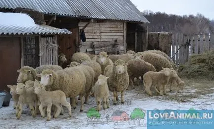 Alegerea raselor de ovine carne