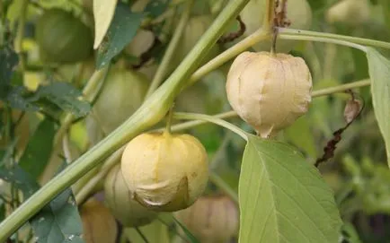 Răsad de semințe Physalis Cultivare - cabana bunicii