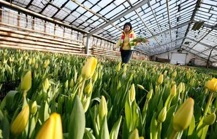 Tulip növényeket melegházban, üvegházban kijelölése, előkészítése, ültetés, gondozás, az esetleges problémákat