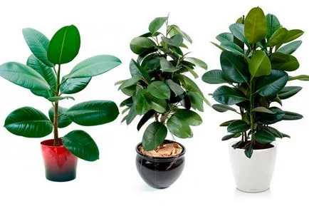 Féle Ficus fotó és leírás