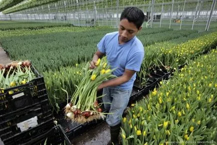 Tulip növényeket melegházban, üvegházban kijelölése, előkészítése, ültetés, gondozás, az esetleges problémákat