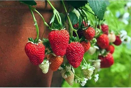 Отглеждане на ягоди - ягоди през цялата година фото