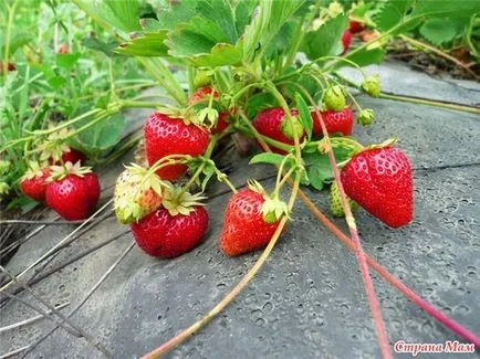 Отглеждане градина ягода (Fragaria) - в къщата се превръща в къща - дома майките