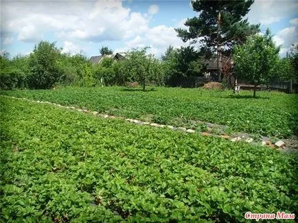 Отглеждане градина ягода (Fragaria) - в къщата се превръща в къща - дома майките