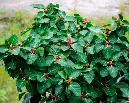 Видове Ficus снимка и описание