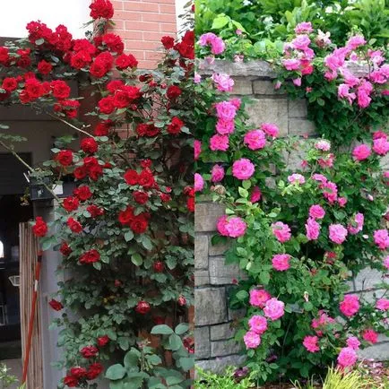 Növekvő hegymászó rózsa ültetése és gondozása, metszés és kiválasztás támogatása