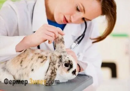 подуване на корема, запек, диария при зайци модерни методи на третиране