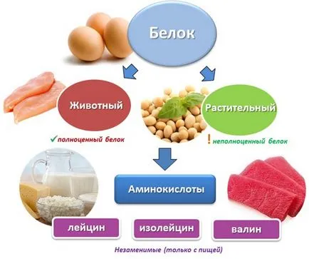 Ce alimente contin proteine ​​dieta