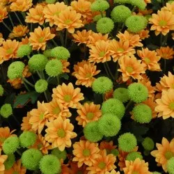 plantare Chrysanthemum și de îngrijire în câmp deschis, fotografie, soiuri de reproducere, cultivare și în combinație