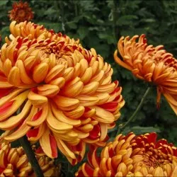 plantare Chrysanthemum și de îngrijire în câmp deschis, fotografie, soiuri de reproducere, cultivare și în combinație