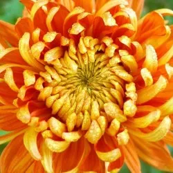 plantare Chrysanthemum și de îngrijire în câmp deschis, fotografie, soiuri de reproducere, cultivare și în combinație