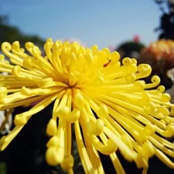 plantare Chrysanthemum și de îngrijire în câmp deschis, fotografie, soiuri de reproducere, cultivare și în combinație