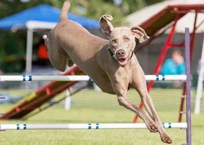 weimaraner caracter