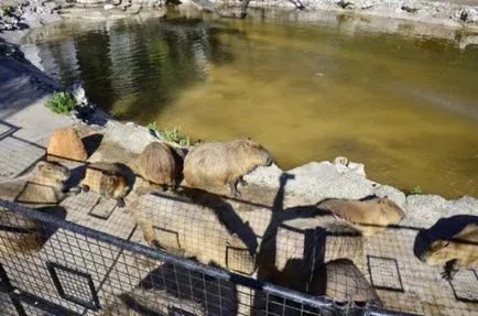 Vágás és lemészárolja a nutria