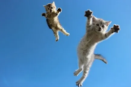 Funny cats în fotografie zbor