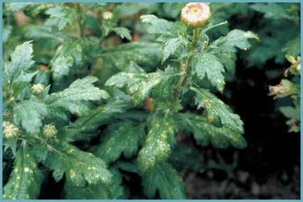 plantare Chrysanthemum și de îngrijire în câmp deschis, fotografie, soiuri de reproducere, cultivare și în combinație