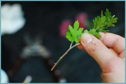 plantare Chrysanthemum și de îngrijire în câmp deschis, fotografie, soiuri de reproducere, cultivare și în combinație