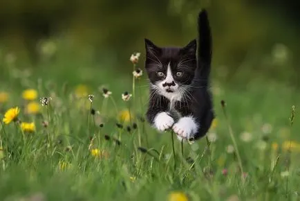 Смешни котки в полет снимка