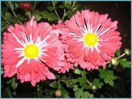 plantare Chrysanthemum și de îngrijire în câmp deschis, fotografie, soiuri de reproducere, cultivare și în combinație