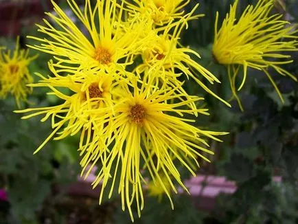 plantare Chrysanthemum și de îngrijire în câmp deschis, fotografie, soiuri de reproducere, cultivare și în combinație