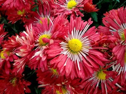 plantare Chrysanthemum și de îngrijire în câmp deschis, fotografie, soiuri de reproducere, cultivare și în combinație