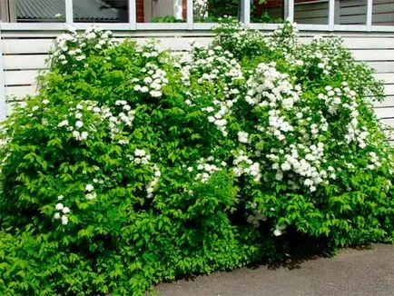 Японски Spirea засаждане и грижи, развъждане и разнообразие