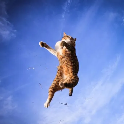 Funny cats în fotografie zbor