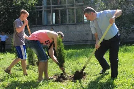 Hedge de arborvitae smarald Brabant și aterizare reguli și caracteristici de îngrijire