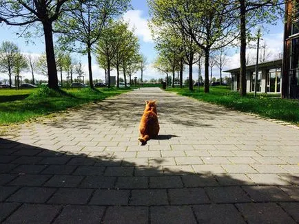 Mascota live de la Universitatea din Germania