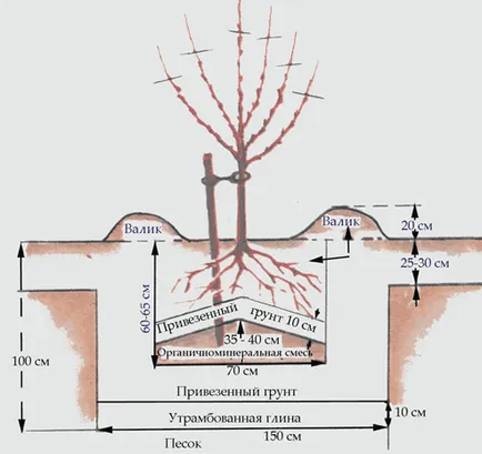 Хедж на Arborvitae изумрудено, Брабант