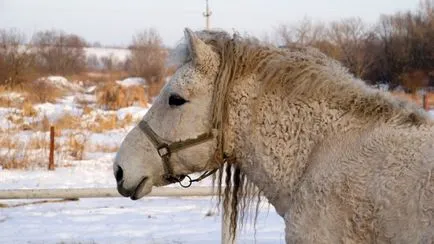 14 снимки на Транс-Байкал и американски къдрава кон