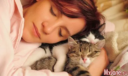 10 интересни факти за котките - животни, котки, котки ден, факти за котките