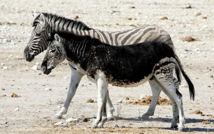 10 Animal-melanistic - știri în imagini