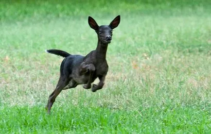 10 Animal-melanistic - новини в снимки